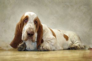 sad dog with droopy ears