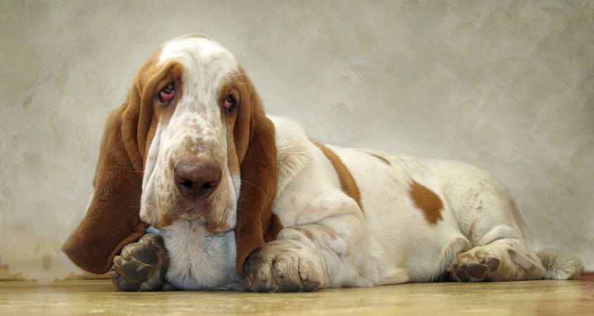 sad dog with droopy ears