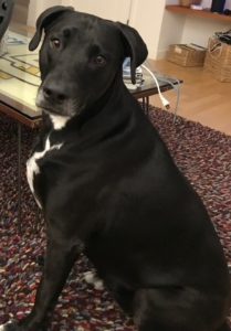 hurricane-hound delivers sunshine to our home