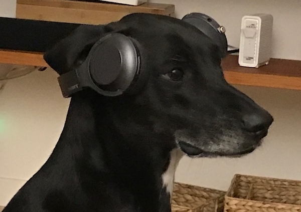 Spotify has gone to the dogs