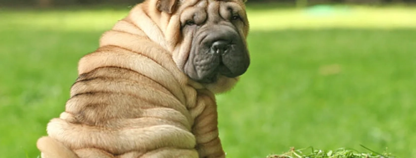 My face has gone to the dogs