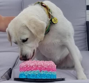restaurants have gone to the dogs