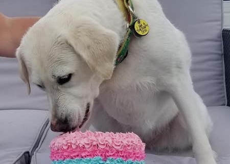 restaurants have gone to the dogs