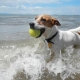 Dog Days of Summer